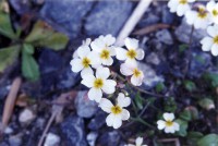 /album/wildflowers/malcolmia-chia-chiliadoy-eyvoias-jpg/